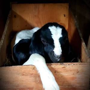 Meet your Posher, Deborah